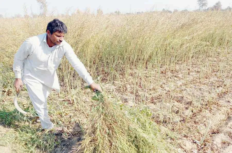 सरसों की फसल पककर हुई तैयार, कटाई में जुटे कृषक