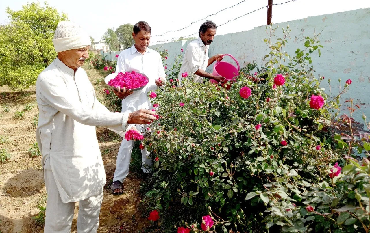गुलाब की खुशबू से महका नुहियांवाली का ‘साध बेला धाम’