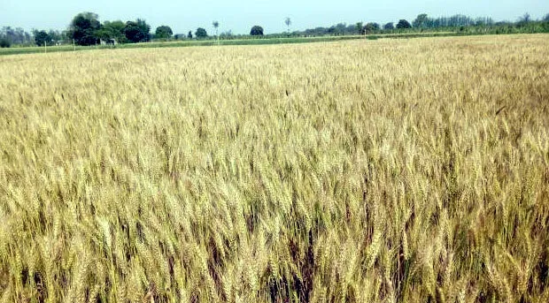 सुनहरी हुआ अन्नदाता का ‘सोना’