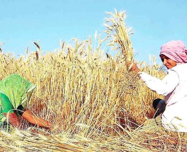कोविड में भी रफ्तार पकड़ता कृृषि कारोबार