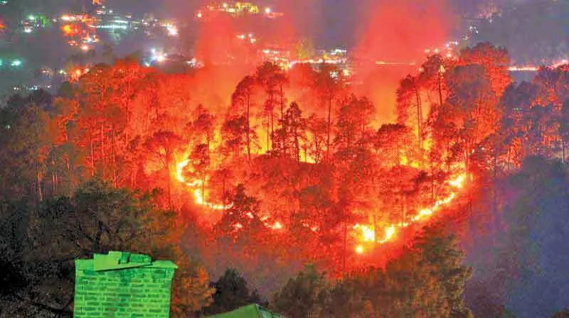 धधकते जंगल, सुलगते सवाल