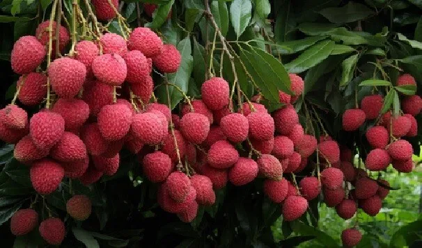 अम्फान चक्रवात लीची के लिए वरदान