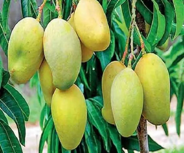 आम को समर्पित राष्ट्रीय संग्रहण होगा तैयार