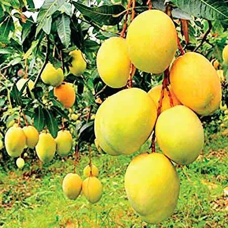 अब सालभर रसीले ‘आम’ देगा पौधा