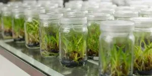 Plant Tissue Culture