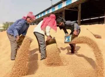 मंडियों में बारदाने की किल्लत, किसान परेशान