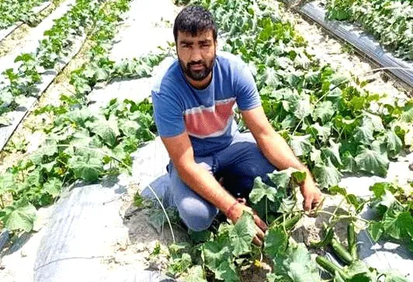 ताइवानी खीरे की खेती ने बदली किसान की किस्मत