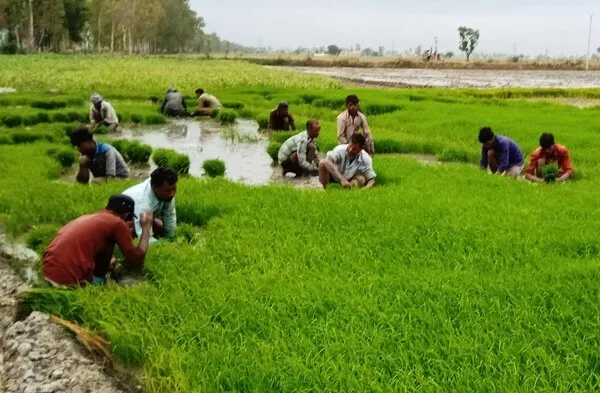 धान की खेती