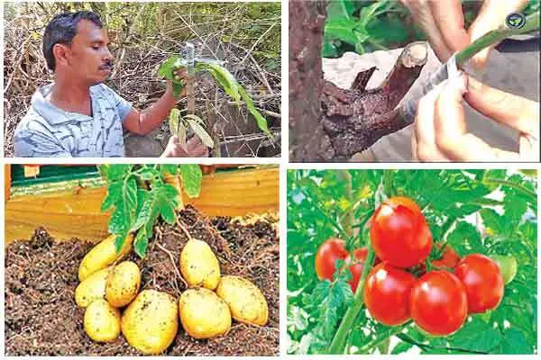 एक ही पौधे से ले सकते है, आप दो अलग-अलग फल