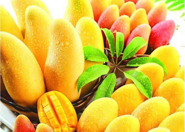 आया अगात आम का सीजन बाजार में उतरा आम