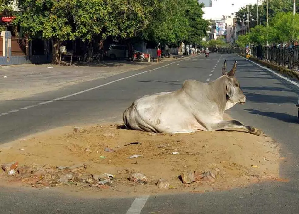 सड़कों को तोड़ गड्ढे भरना भूले अधिकारी