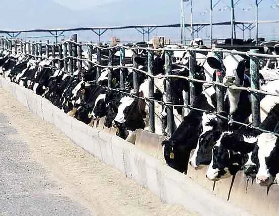 पशुपालन विभाग लाएगा युवाओं के लिए रोजगार के अवसर