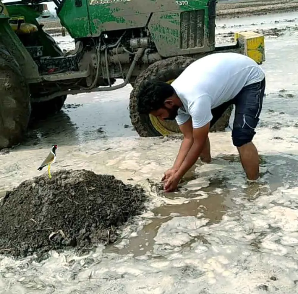 गंभीर विषय। फसल अवशेषों को जलाने, खेतों में बुआई व बिजाई के दौरान नष्ट हो रहे मित्र कीट व पक्षी