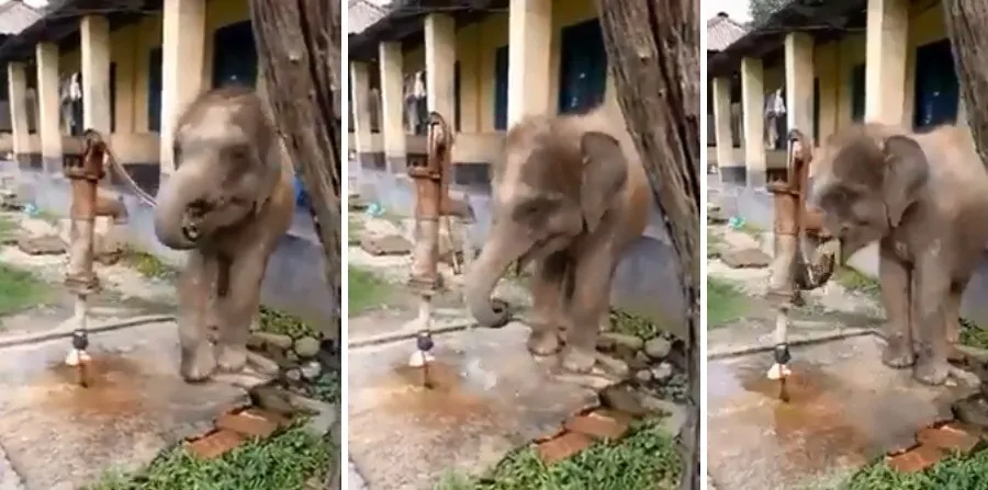 पानी के लिए हाथी के बच्चे की कोशिश देख रह जाएंगे हैरान
