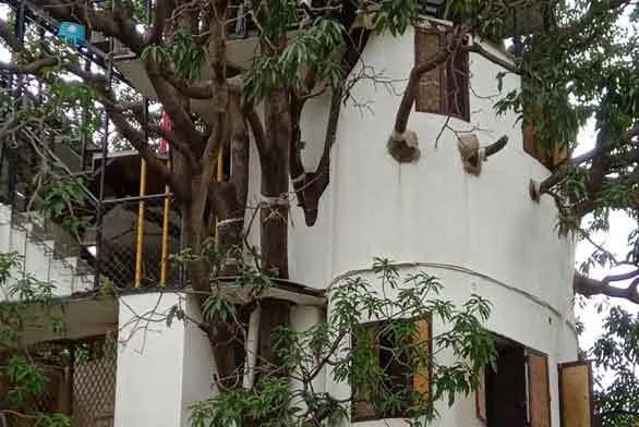 अजब-गजब! शख्स ने बिना टहनी काटे आम के पेड़ पर 4 मंजिला घर बना दिया