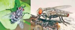 Insect