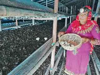 दिल्ली की मंडियों तक जाती है, जुलाना की खुंबी