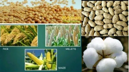 मॉनसून की बारिश से खरीफ फसलों को होगा फायदा, किसान होंगे मालामाल