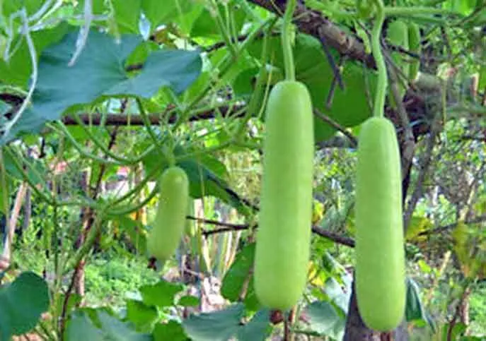 गर्मियों में किसान भाई ‘बोटल गार्ड’ की करें उन्नत खेती