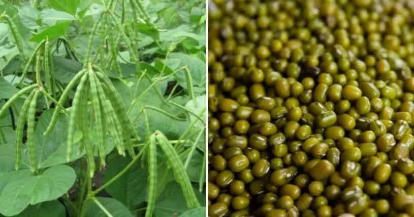 द. हरियाणा के किसानों ने धान व बाजरा छोड़ मूंग पर दिया जोर