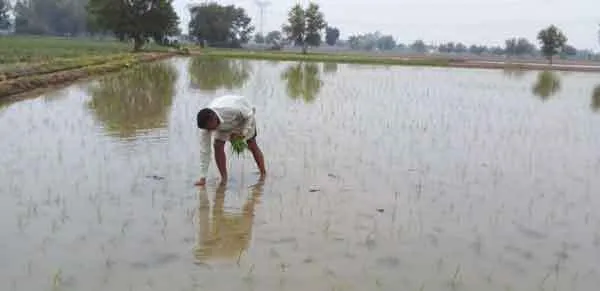 प्री मानसून की बरसात किसानों के लिए अमृत