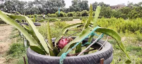 अब हरियाणा के लोगों को खाने को मिलेगा थाईलैंड का ड्रैगन फू्रट