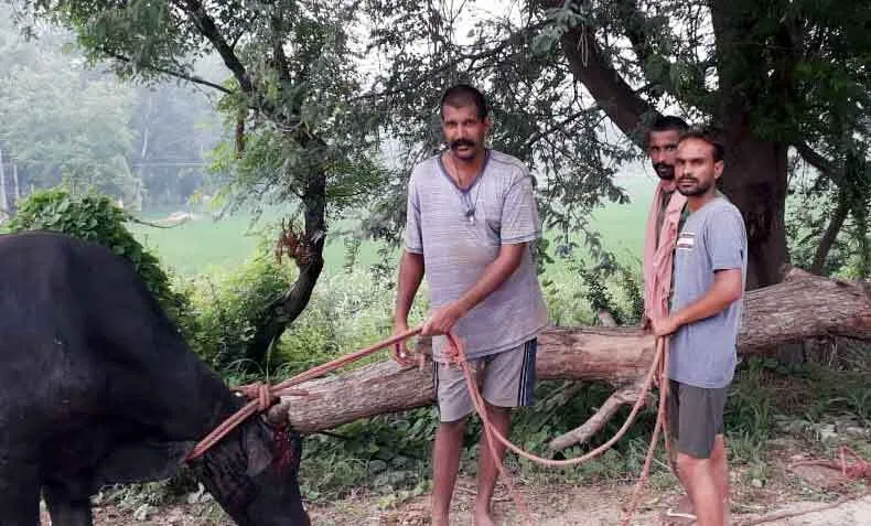 दर्द से तड़प रहे बछड़े के लिए ‘इन्सां’ बने मसीहा