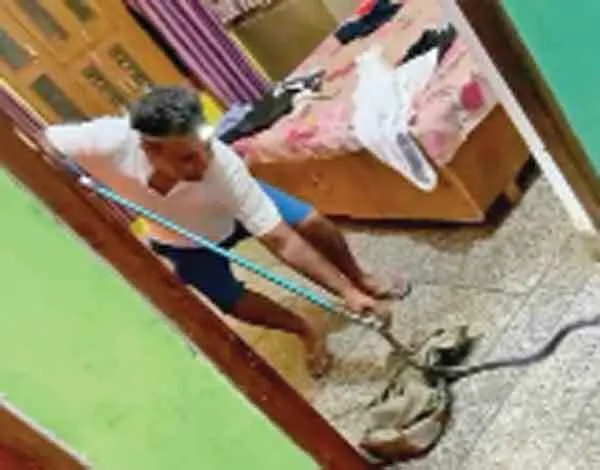 बेड पर सोई बच्ची के ऊपर बैठा था करैत सांप