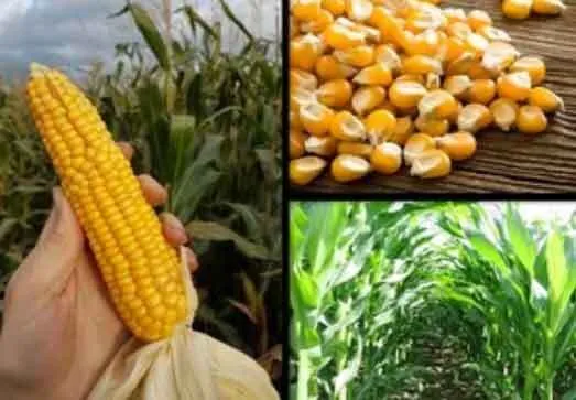 हर तरह की मिट्टी में उगा सकते है मक्के की फसल