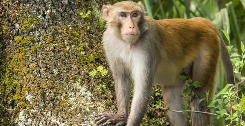 चीन में मंकी बी वायरस के पहले मरीज की मौत, जानें, क्या है मंकी बी वायरस?