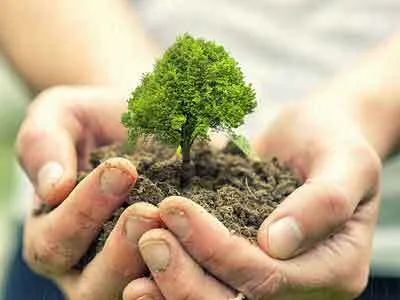 बच्चों की तरह की संभाल, अब पौधें बन गए वृक्ष