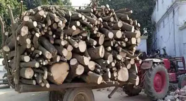 लकड़ियों से लदी ट्राली के नीचे दबे दो, मौत
