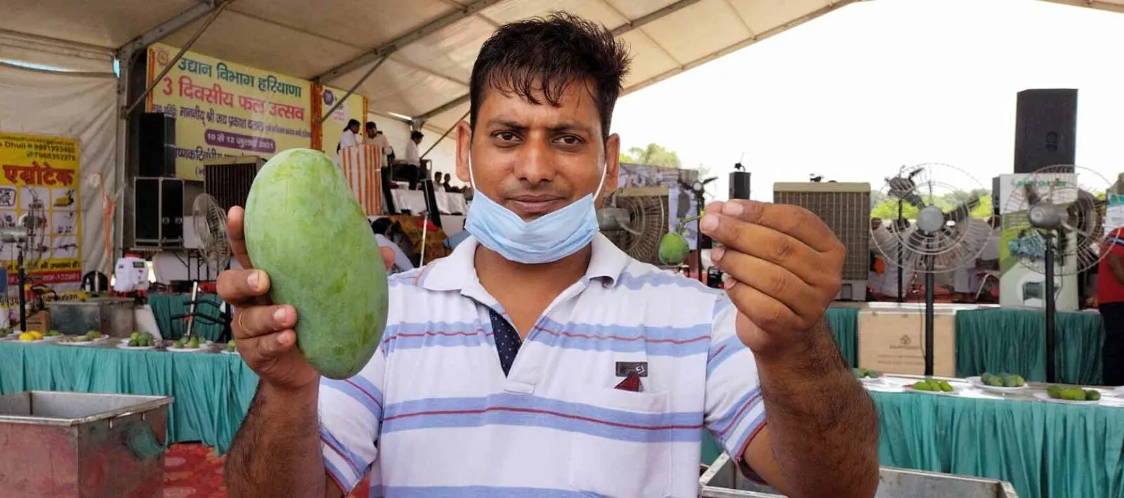 जानें, कैसे 2 सेंटीमीटर से लेकर 20 सेंटीमीटर तक उगता है आम