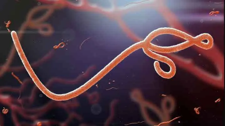 अब दुनिया पर इबोला जैसी महामारी का खतरा, 88% मृत्यु दर