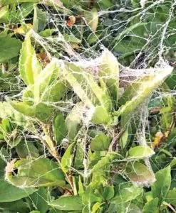 insect-eating spider