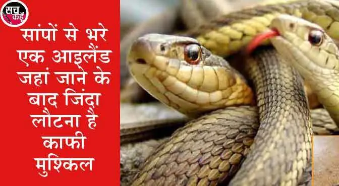 अजब-गजब: जानें, आयरलैंड में सांप क्यों नहीं पाए जाते, क्या है इसके पीछे वजह