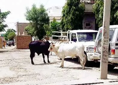 आवारा पशुओं का आतंक बढ़ा, आमजन में आक्रोश