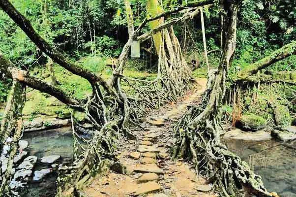 पेड़ों की शाखाओं से बने पुल है सबसे मजबूत