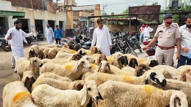 नगर परिषद कार्यालय में भेड़ें हांक कर पहुंचे भाजपा जिला अध्यक्ष आदित्य चौटाला