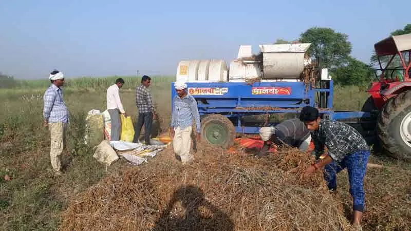 खेती पर संकट: अरमानों पर आफत की सूंडी