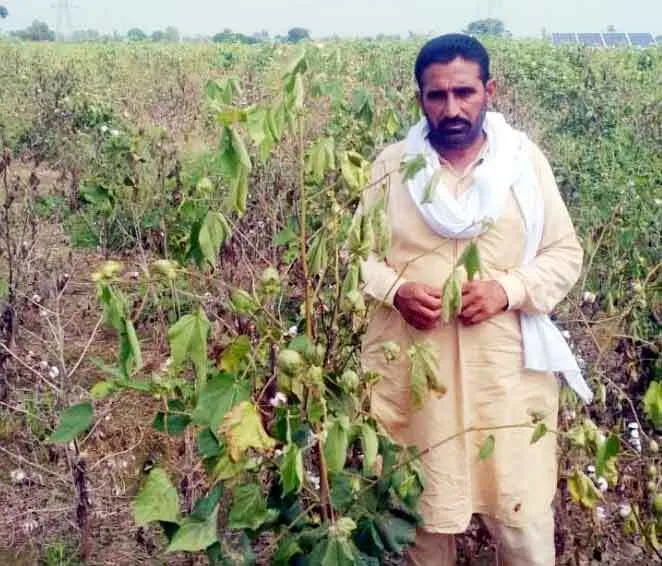 नरमें में उखेड़ा रोग ने दी दस्तक