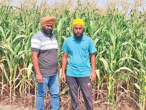 वातावरण की शुद्धता में सराहनीय योगदान दे रहा किसान हरमनदीप सिंह