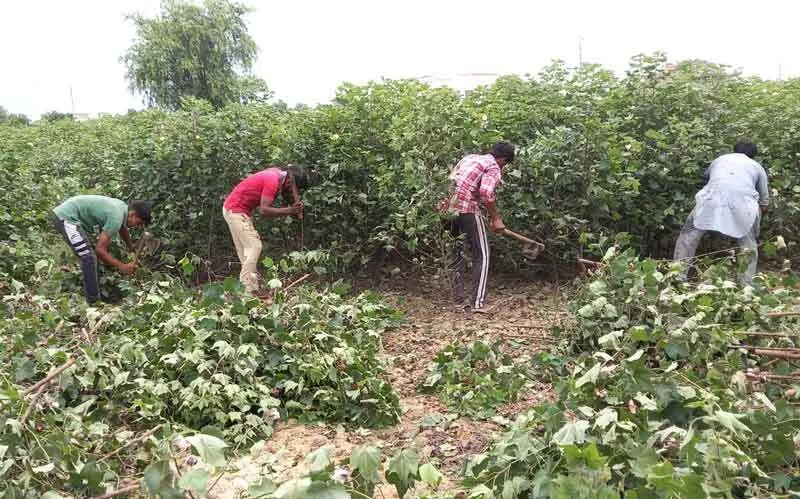 किसान ने दु:खी मन से उखाड़ डाली 2 एकड़ नरमें की फसल