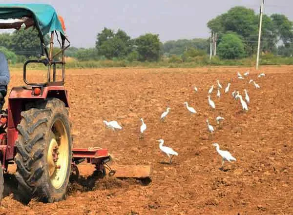 बगुलों को भी गुरुग्राम पसंद है