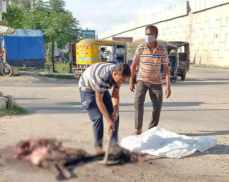 डेरा प्रेमियों ने रोड पर बुरी तरह से क्षत-विक्षत बछड़े के शव को दफनाया