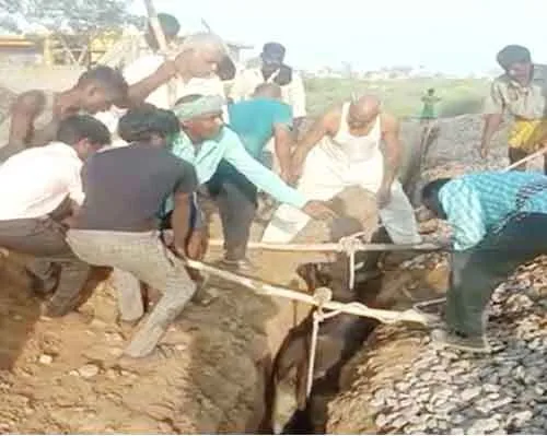 रेलवे की लापरवाही से संकरी खाई में फँसी गाय, डेरा सच्चा सौदा के स्वयंसेवकों ने कड़ी मशक़्कत के बाद निकाला बाहर