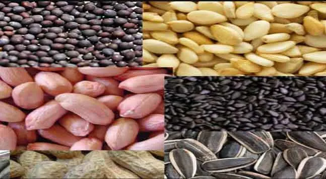लक्ष्य अनुरूप हो तिलहन उत्पादन