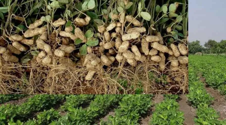 फलीदार और दानेदार फसल है, मूंगफली
