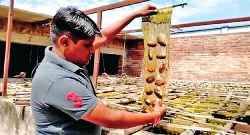 मोतियों की खेती कर लाखों कमा रहे दो दोस्त