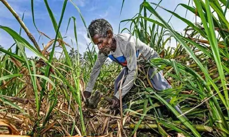 हरियाणा में अब गन्ने का भाव पंजाब से दो रुपए ज्यादा